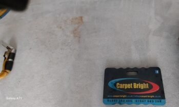 stain experts carpet bright